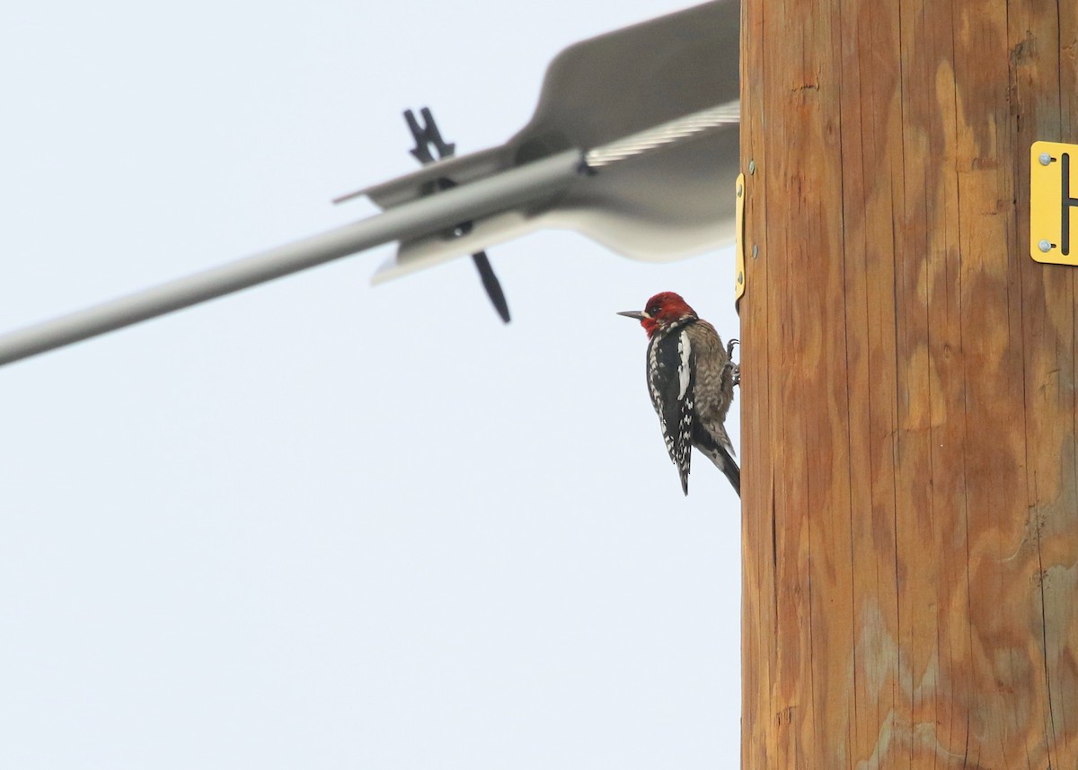 Red-breasted Sapsucker - ML563214881