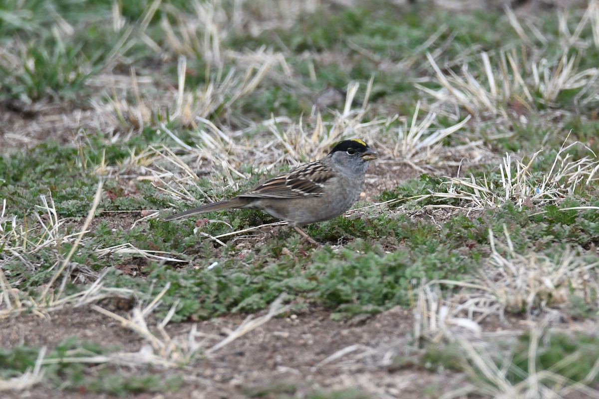 Golden-crowned Sparrow - ML563215141