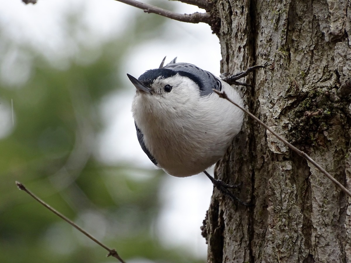White-breasted Nuthatch - Trudy Lothian