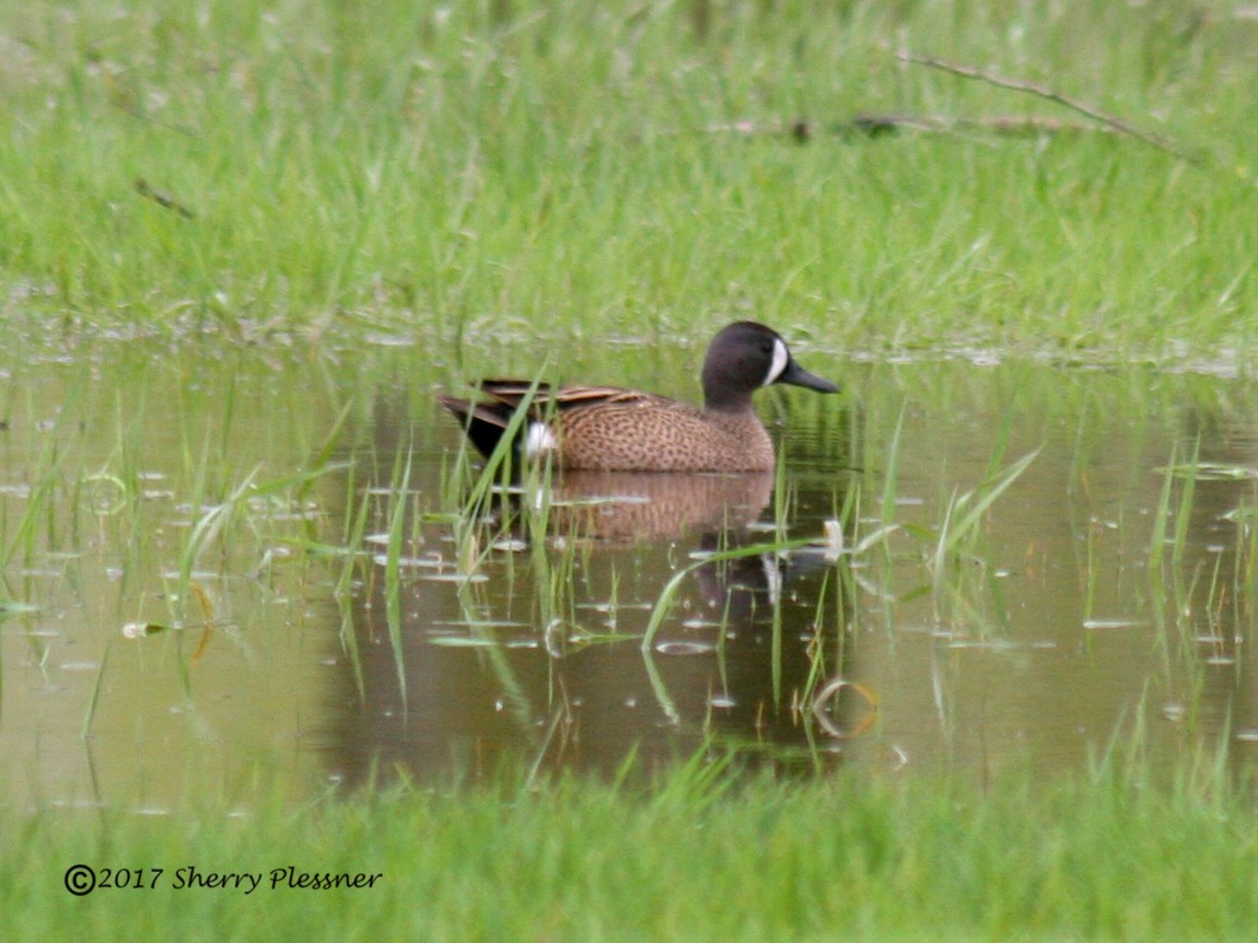 Blue-winged Teal - Sherry Plessner