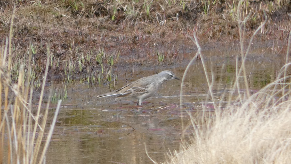 Water Pipit - ML563218591