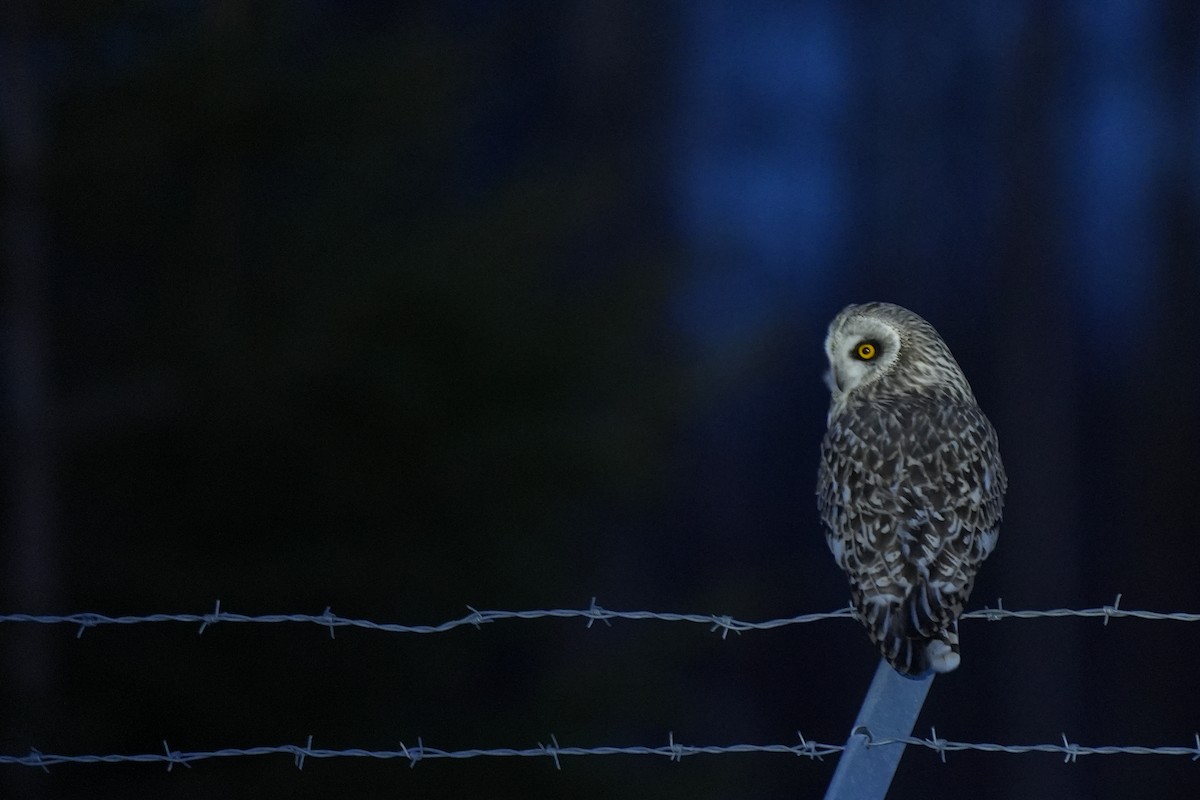 Short-eared Owl - ML563221651