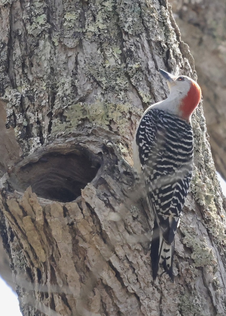 Red-bellied Woodpecker - Betsy Staples