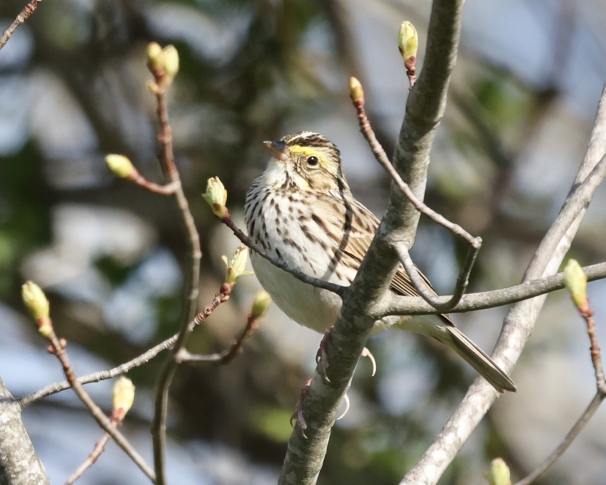Savannah Sparrow - ML563224111