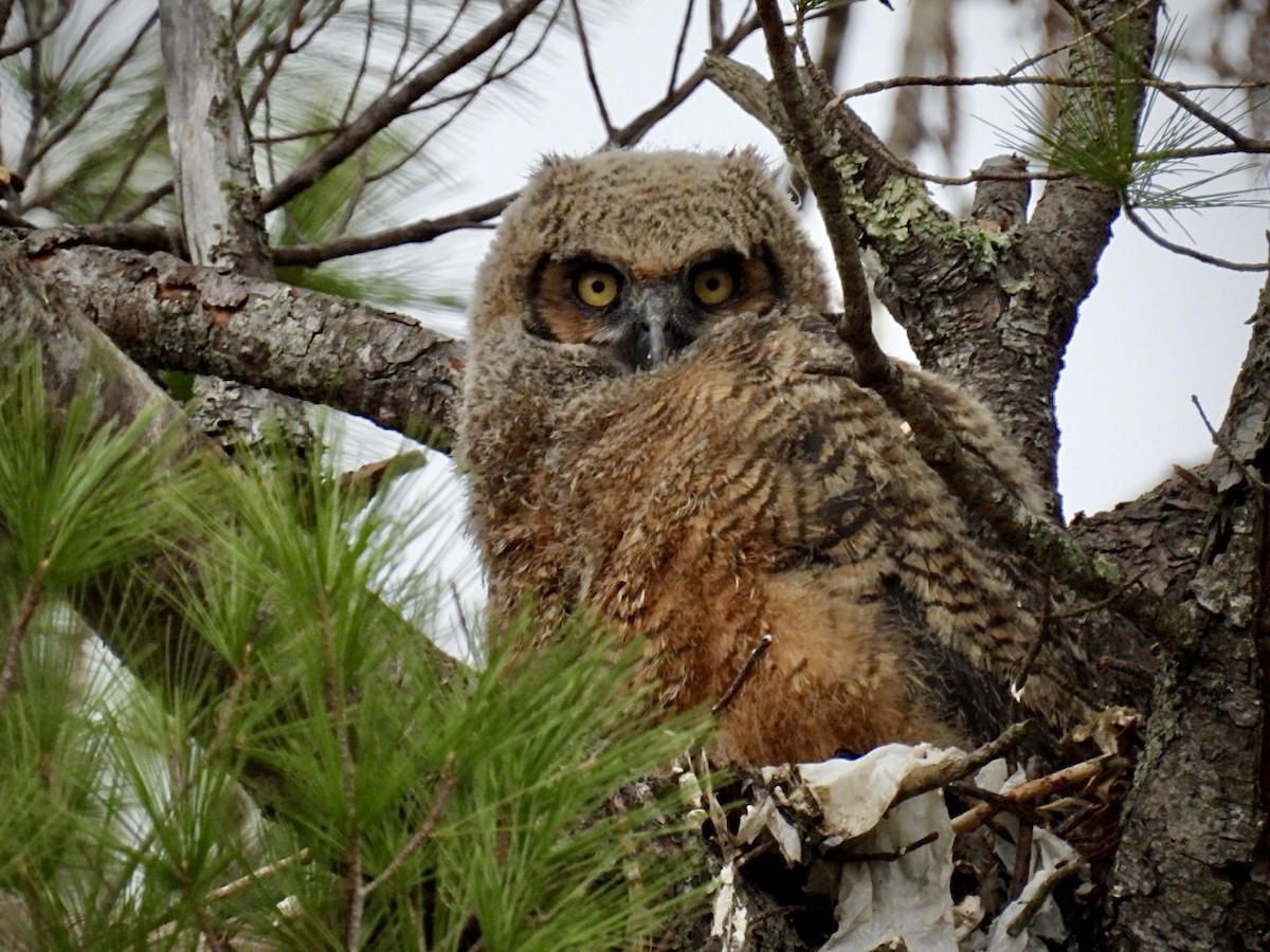 Great Horned Owl - Donna Reis