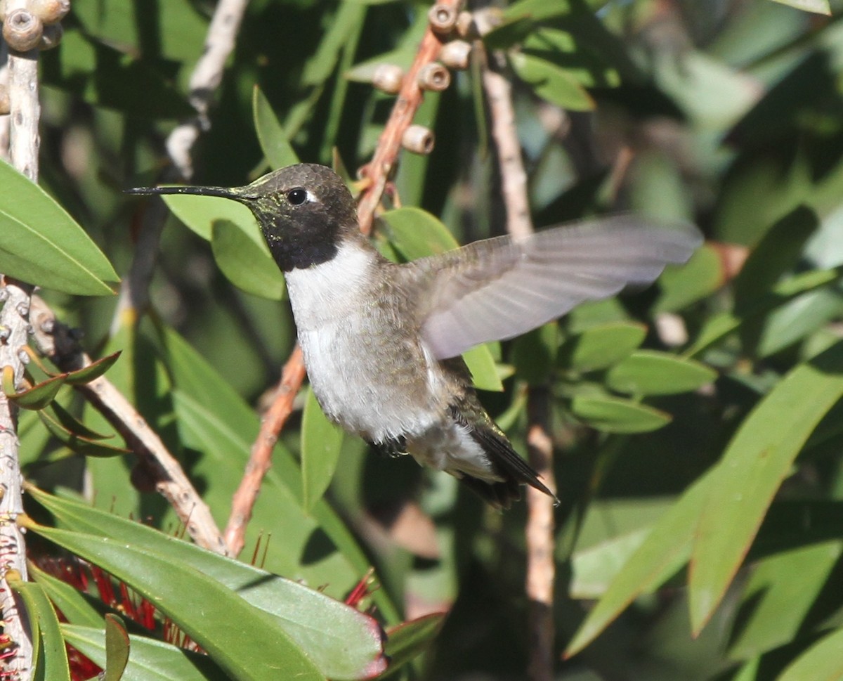 Black-chinned Hummingbird - ML56322521