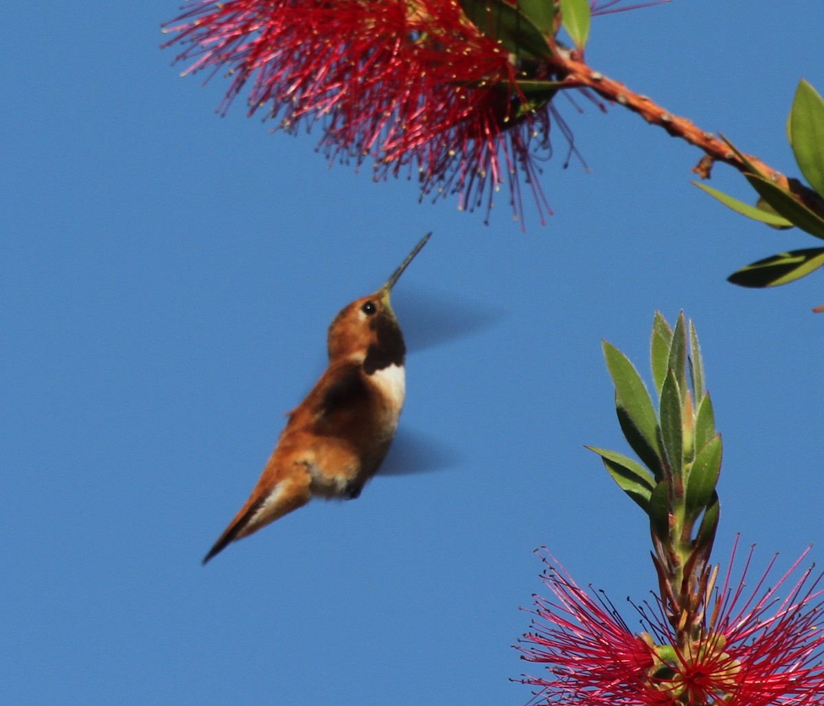 Rufous Hummingbird - ML56322581