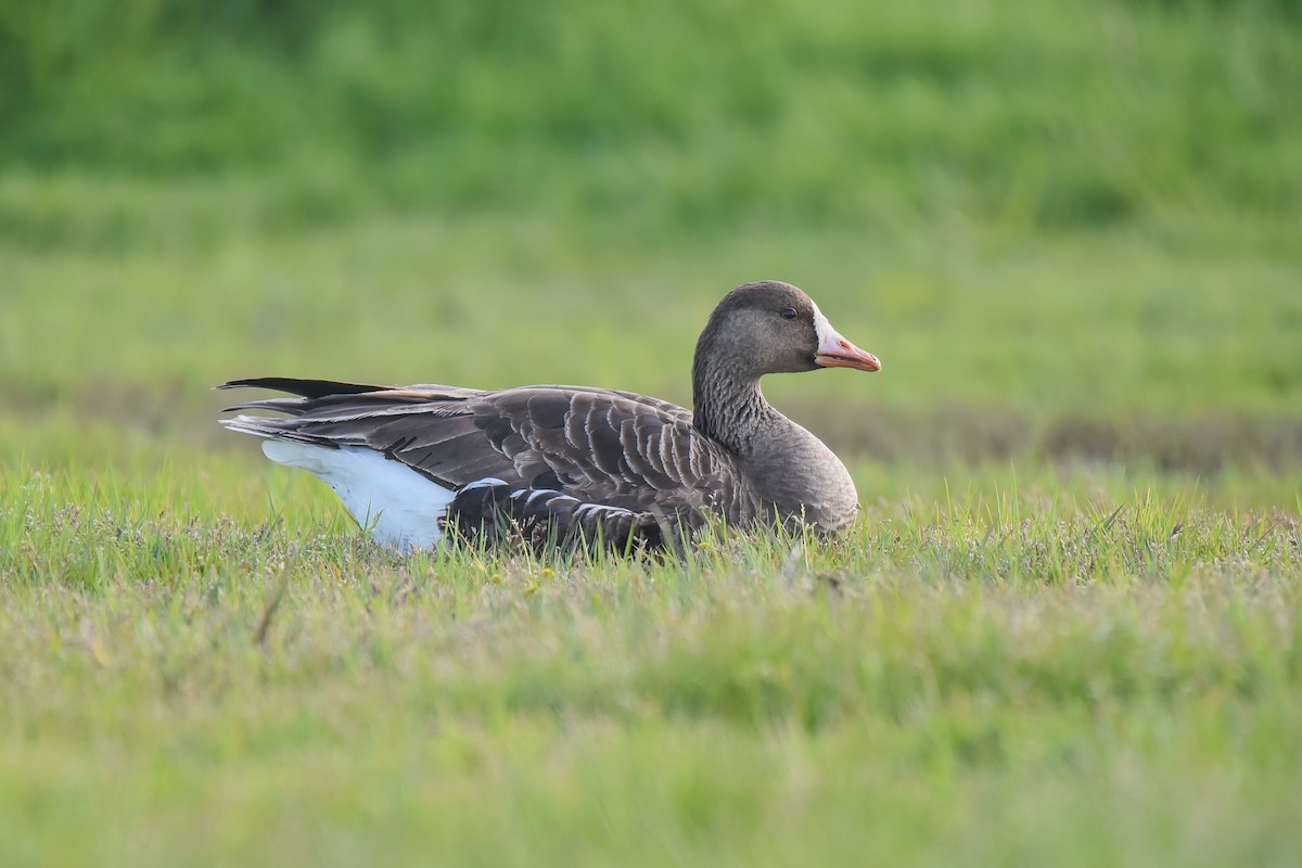 Greater White-fronted Goose - ML563229631