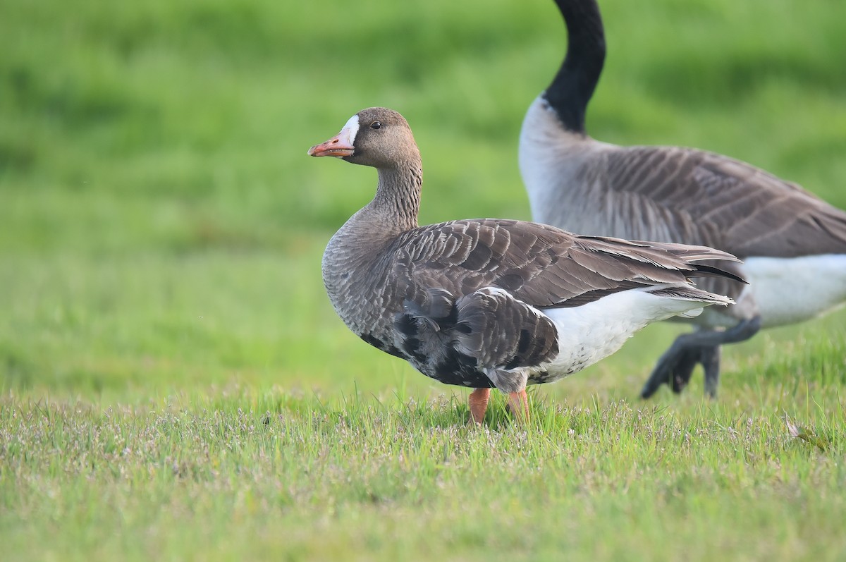 Greater White-fronted Goose - ML563229651