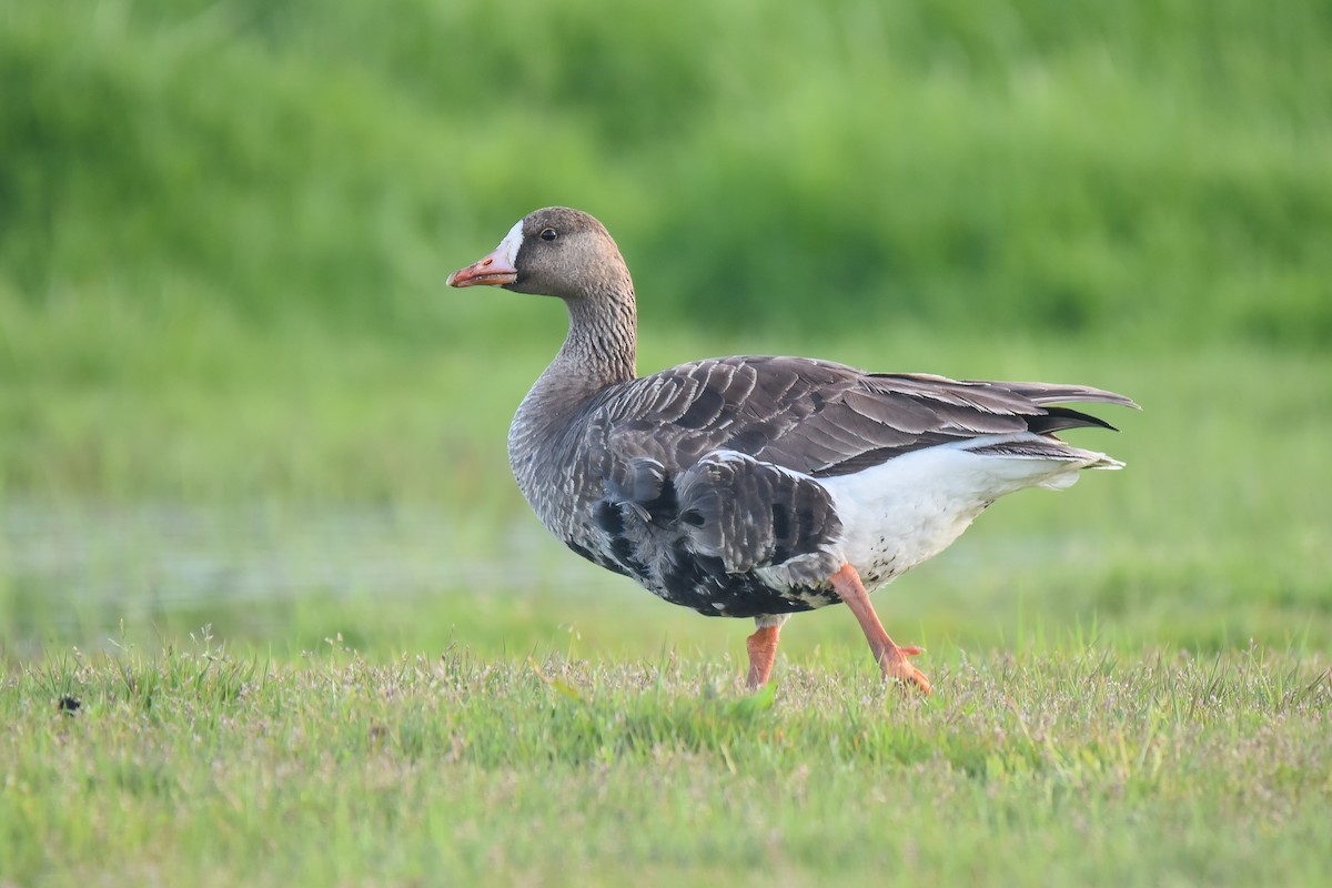 Greater White-fronted Goose - ML563229661