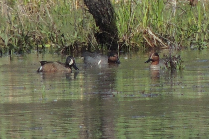 Green-winged Teal - ML563232171