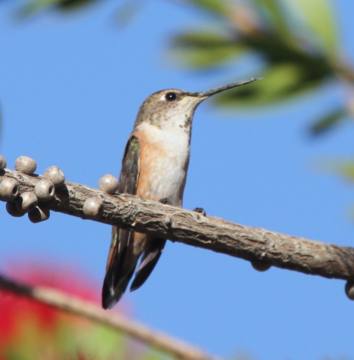 hummingbird sp. - ML56323751