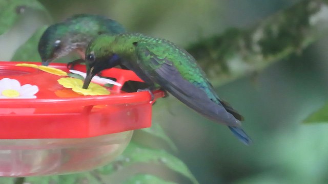 kolibřík zelenoprsý (ssp. schreibersii) - ML563246691