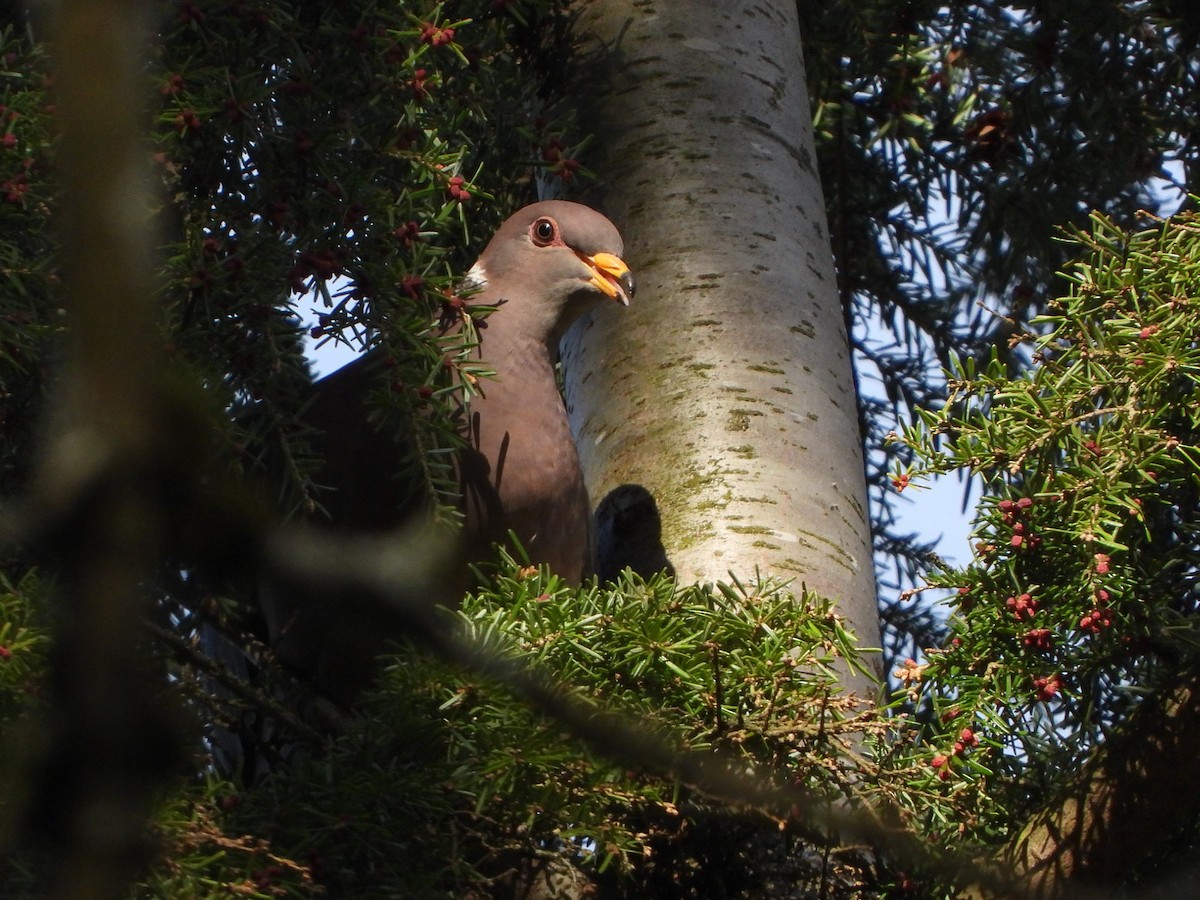 Band-tailed Pigeon - ML563250381