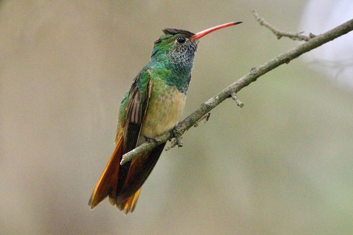 Buff-bellied Hummingbird - ML563250681