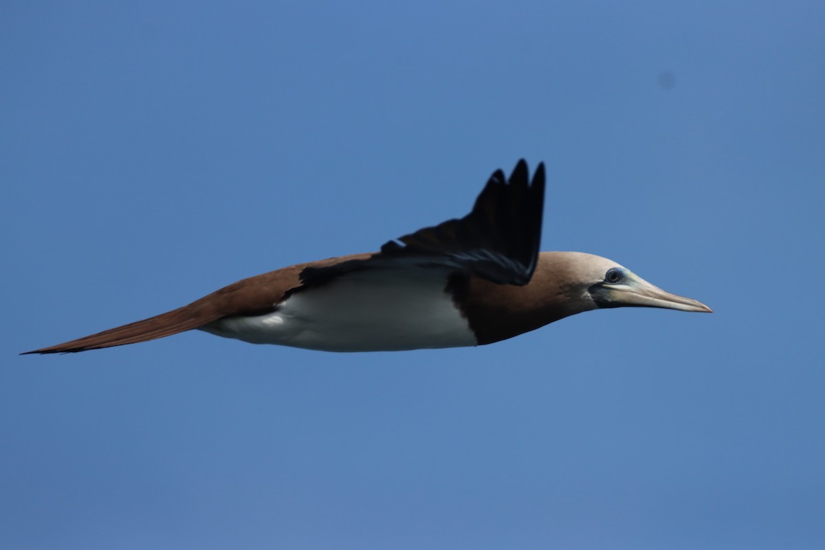 Brown Booby (Colombian) - ML563251411