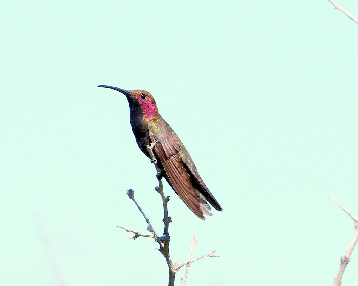 Ebird Caribbean Checklist Apr Hellshire Hills Parochial Road Species