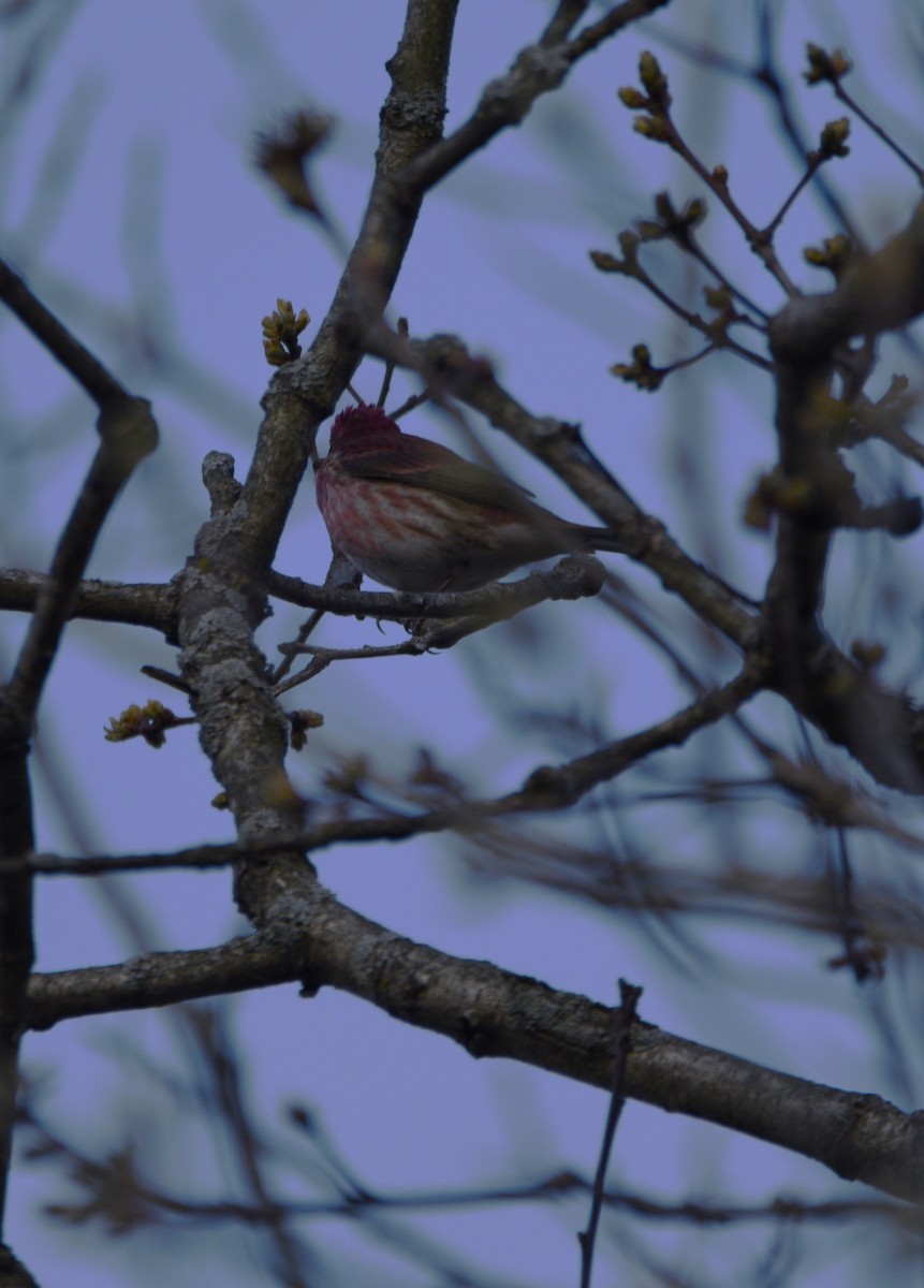 EBird Checklist 24 Apr 2023 Kettle Moraine SF Scuppernong Spring