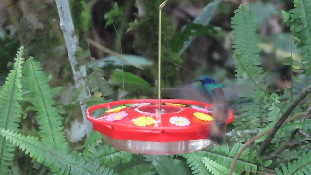kolibřík fialovouchý - ML563261761