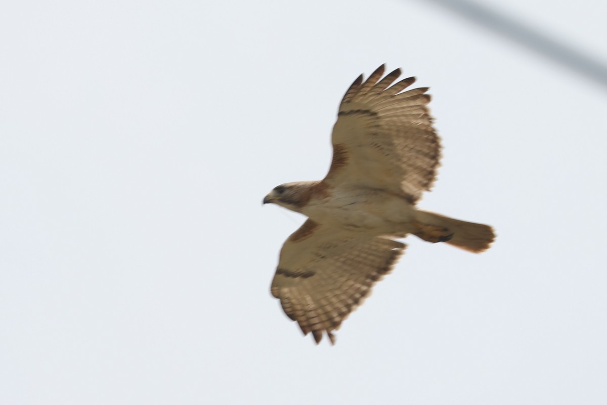 Red-tailed Hawk (fuertesi) - ML563271351