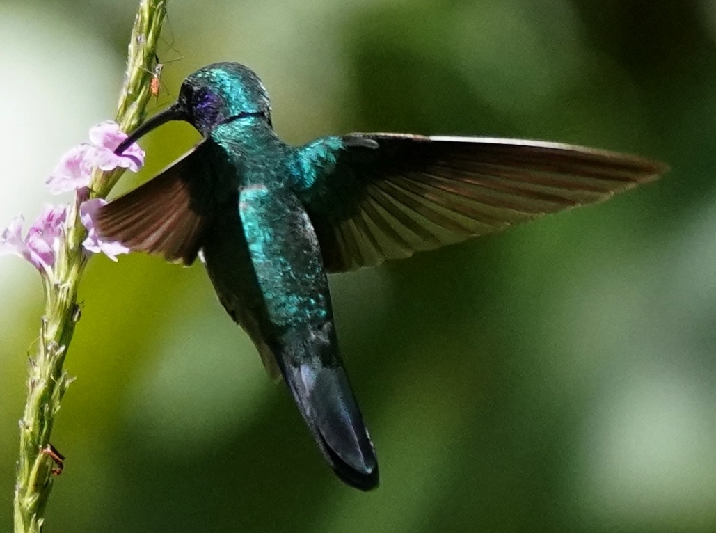 Lesser Violetear (Costa Rican) - ML563278281