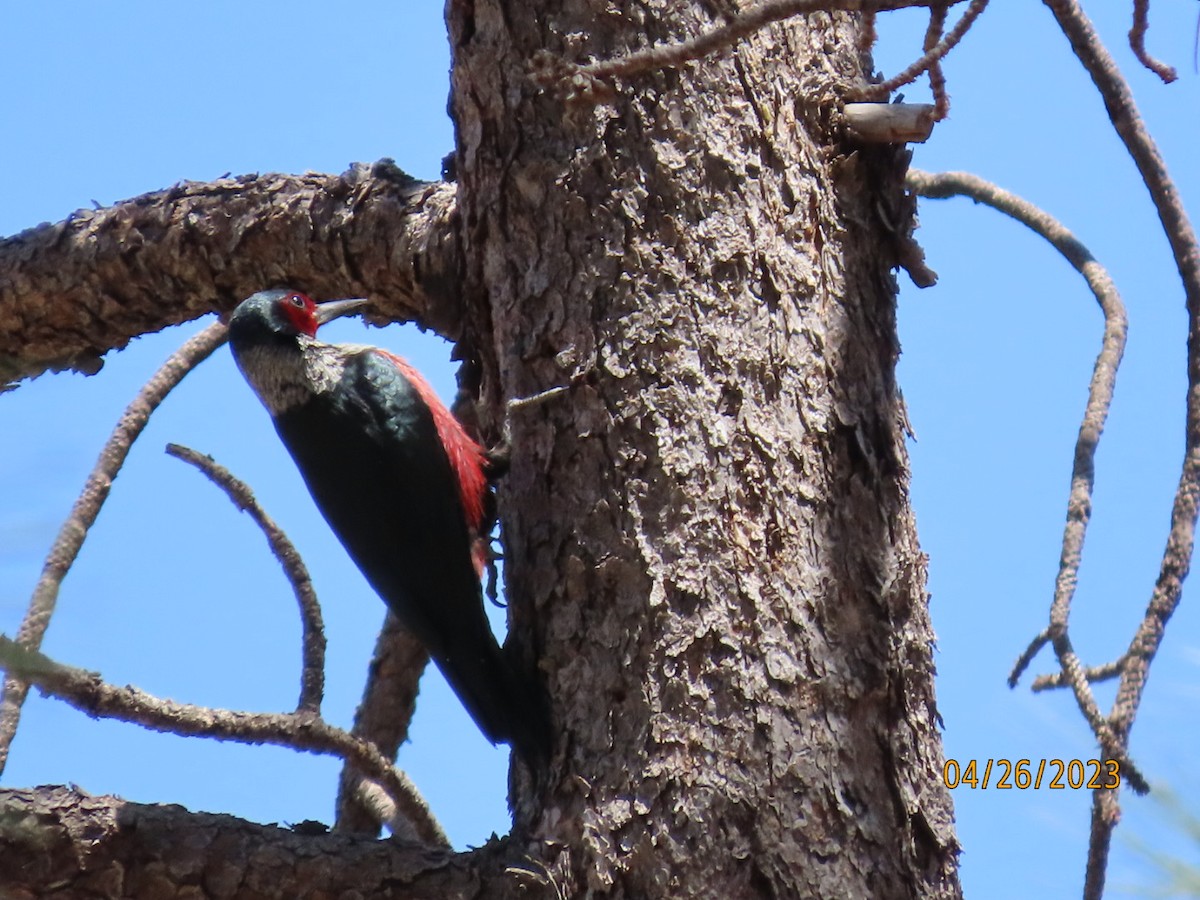 eBird Checklist - 26 Apr 2023 - Mt. Lemmon--Bear Canyon (Cypress ...