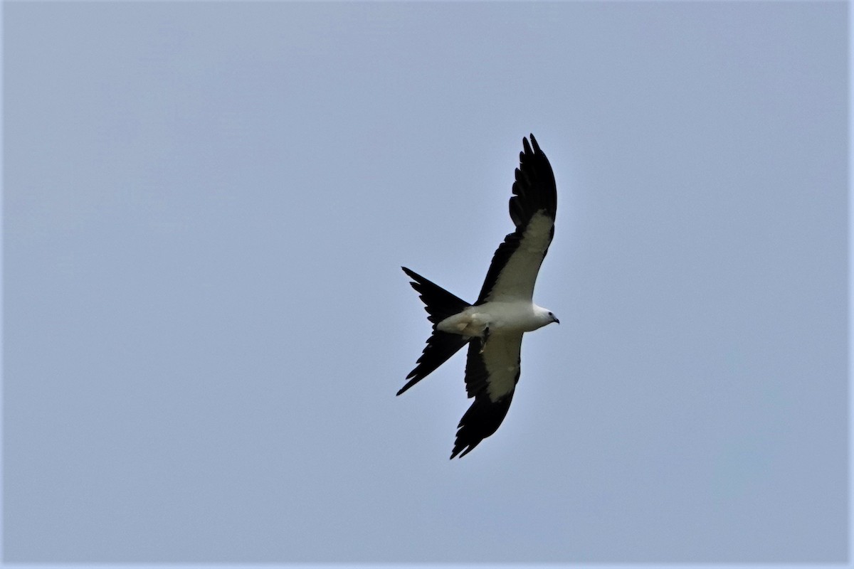 Swallow-tailed Kite - ML563286191
