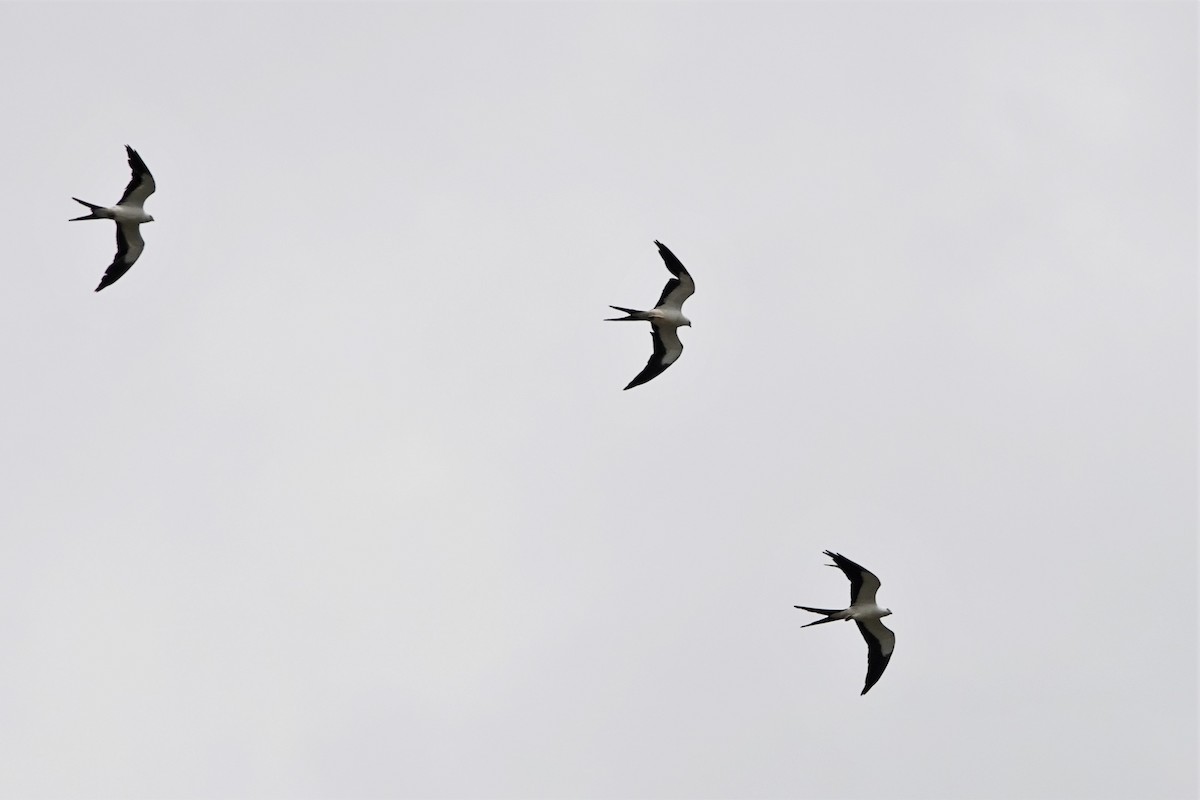 Swallow-tailed Kite - ML563286201