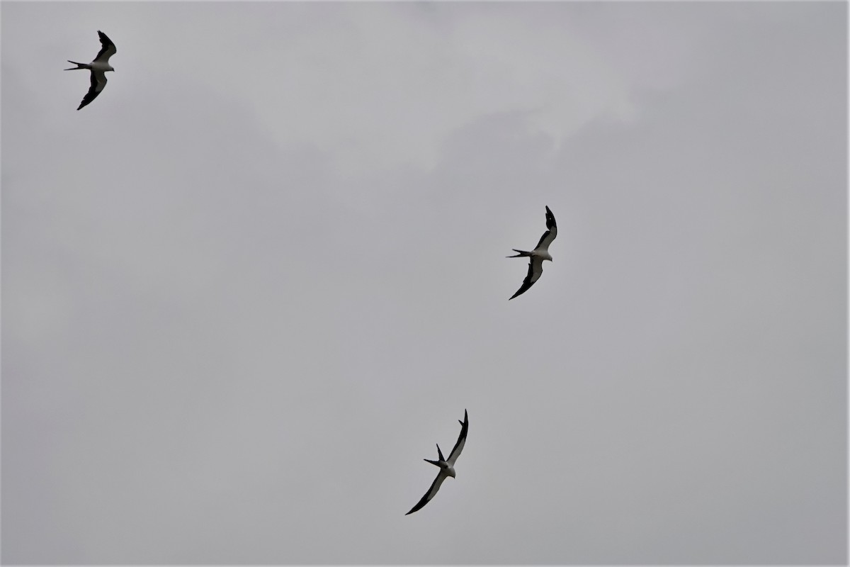 Swallow-tailed Kite - ML563286211
