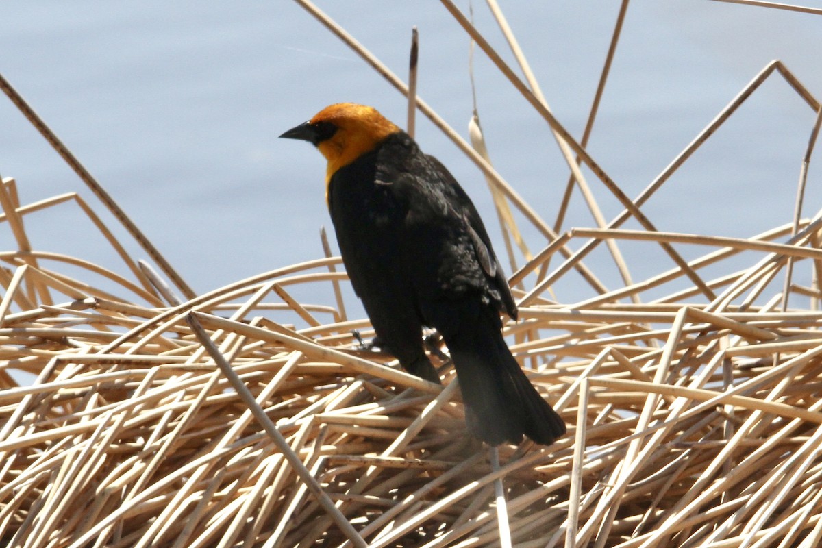 Yellow-headed Blackbird - ML563286701
