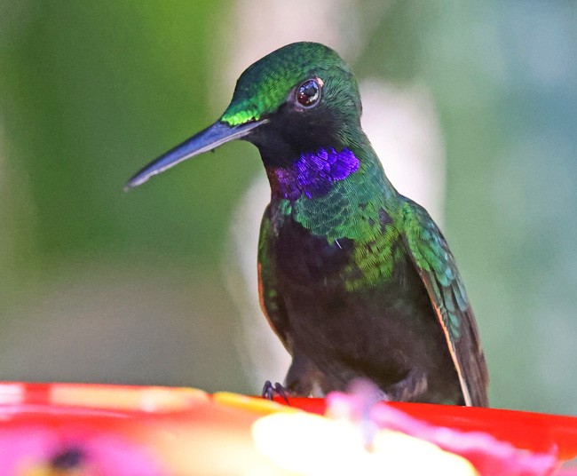 kolibřík zelenoprsý - ML563287911