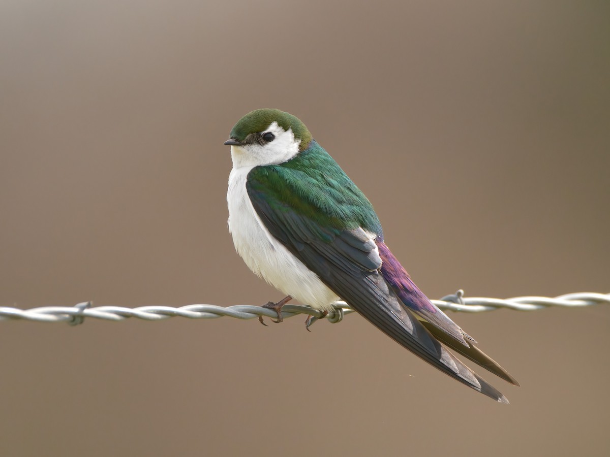 Violet-green Swallow - ML563289951