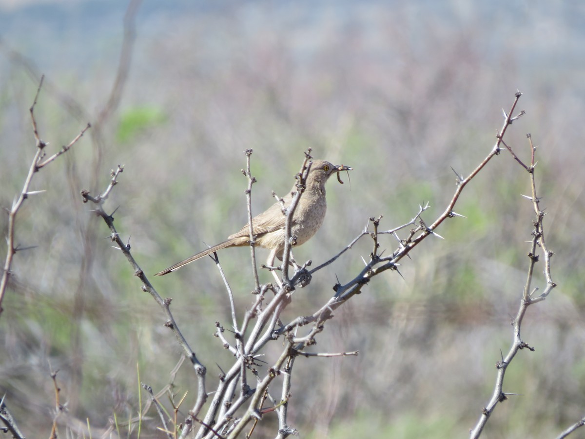 eBird Checklist 23 Apr 2023 Stateline Rd. (Hidalgo Co.) 6 species