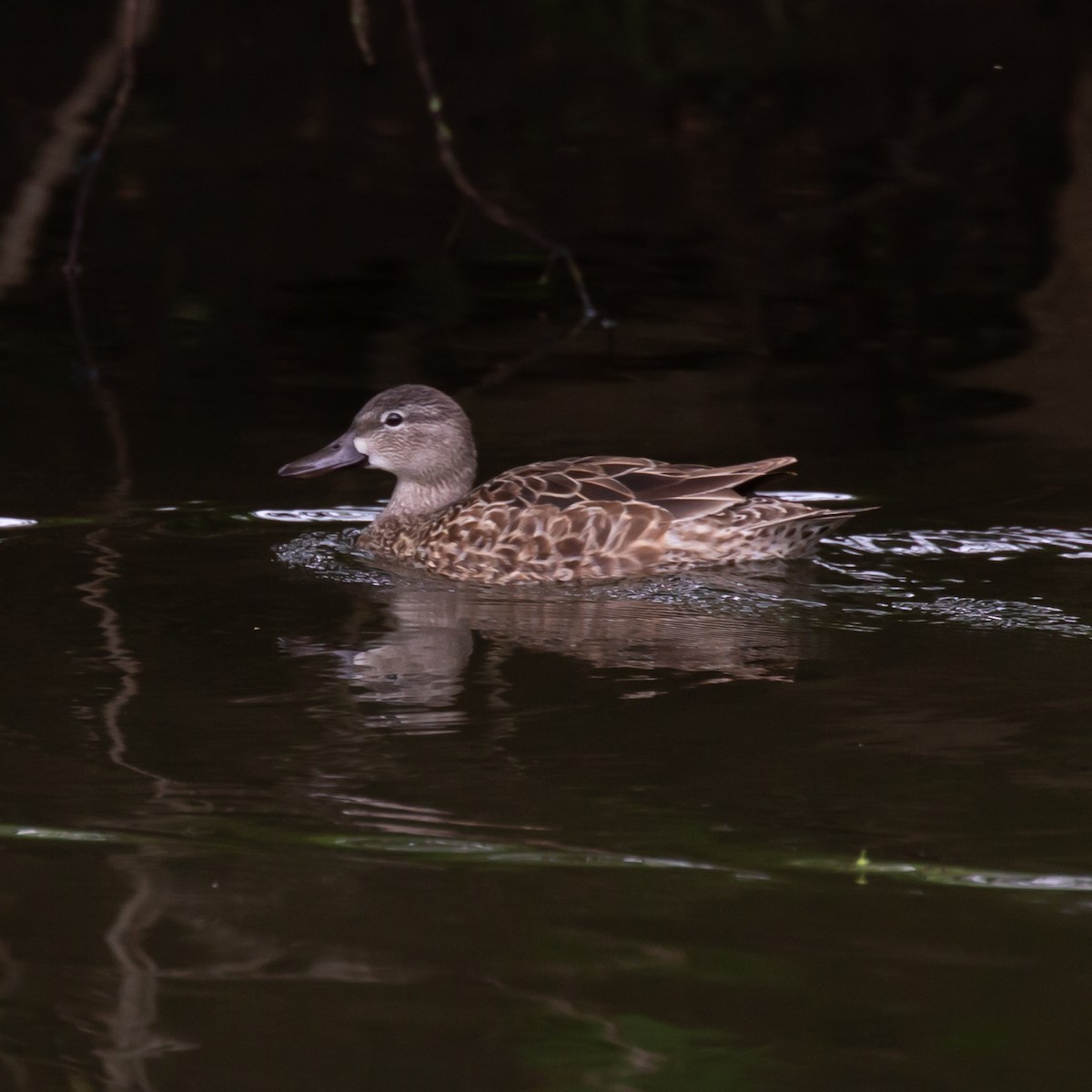 Blue-winged Teal - ML563295971
