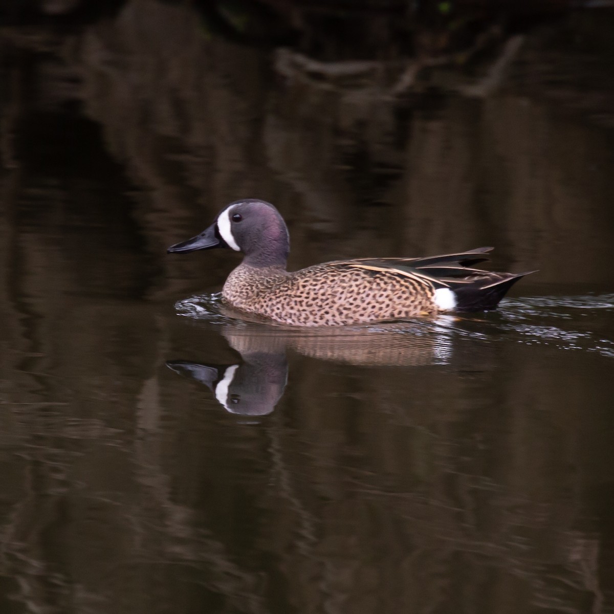 Blue-winged Teal - ML563295981