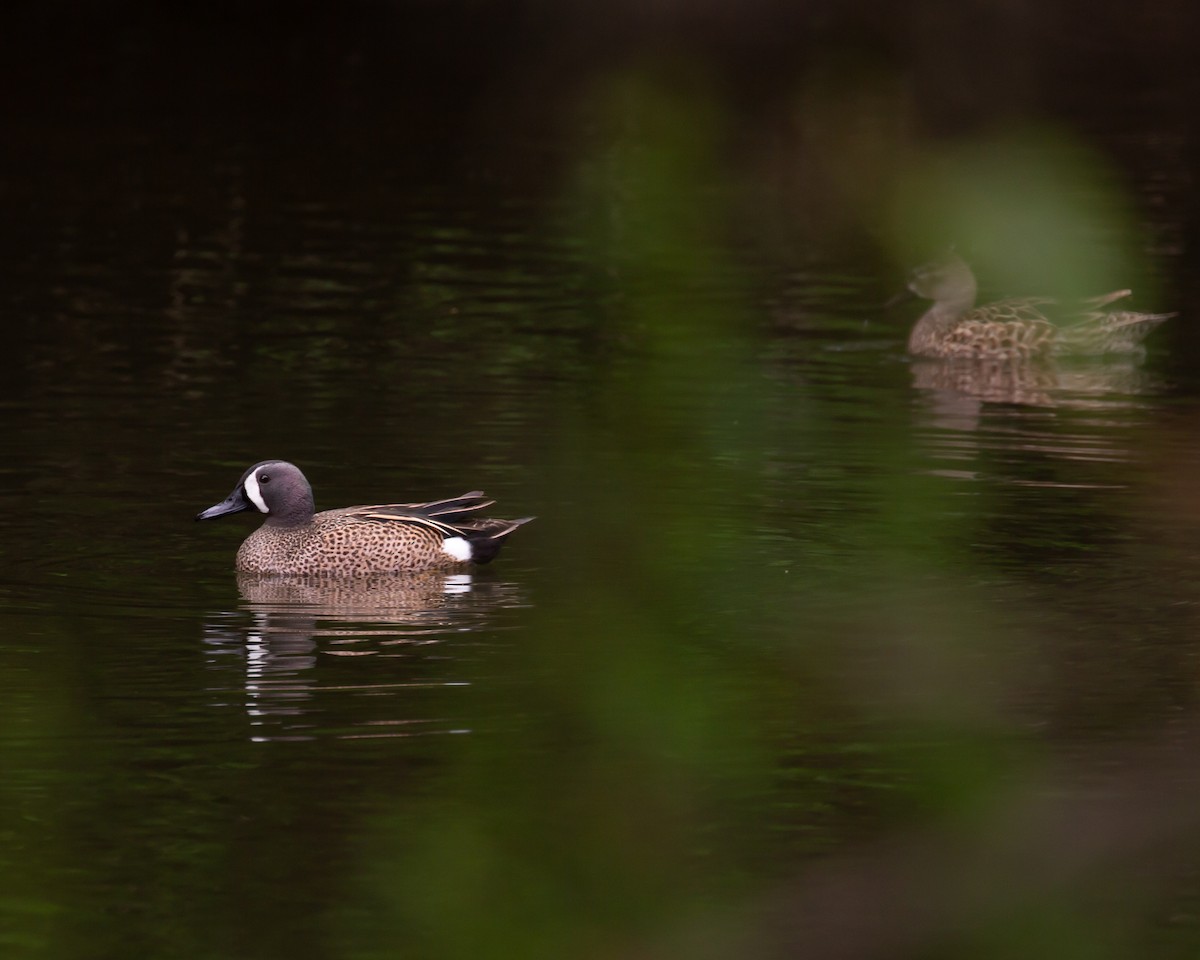 Blue-winged Teal - ML563295991
