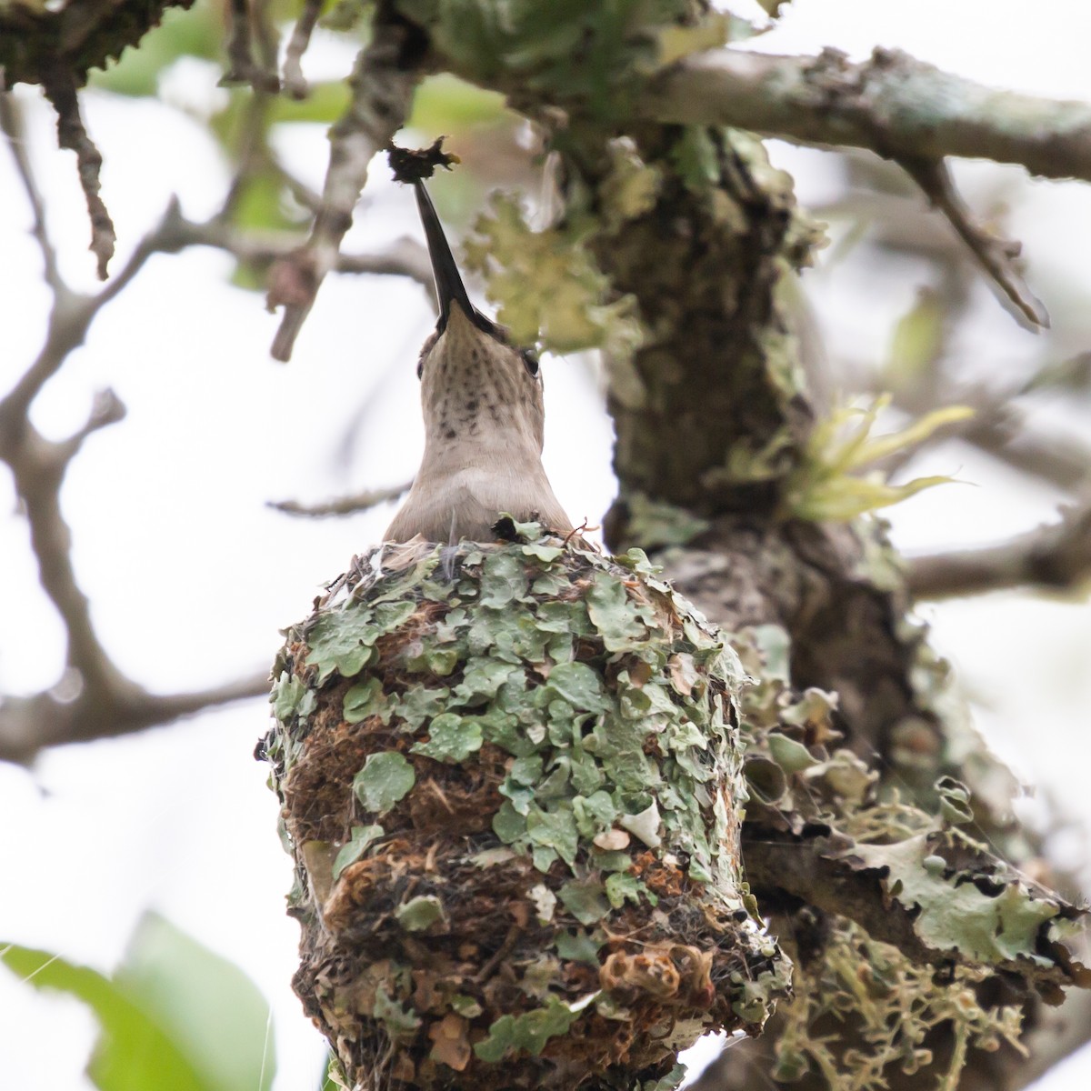 Black-chinned Hummingbird - Tara Randle