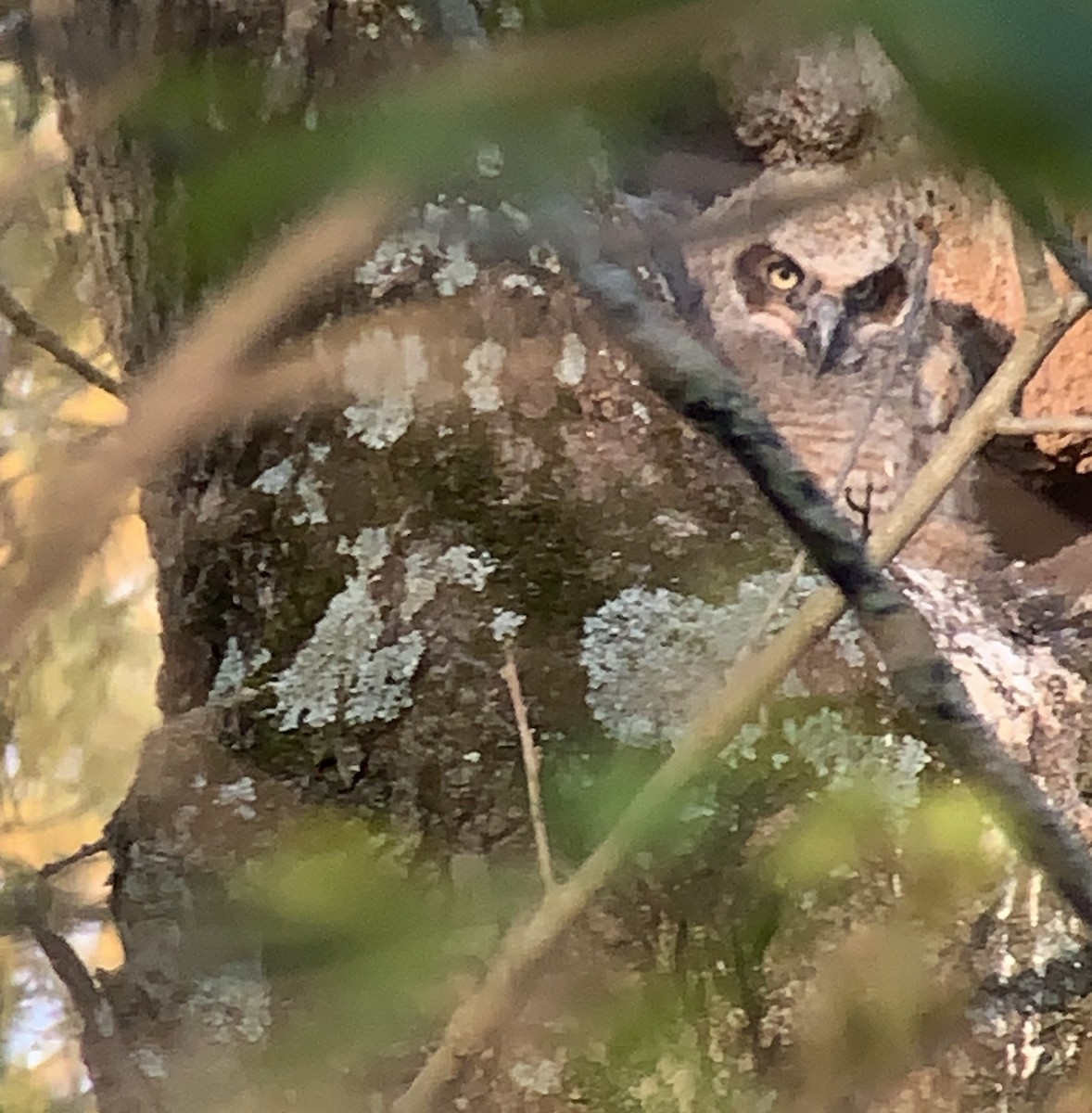 Great Horned Owl - ML563301961