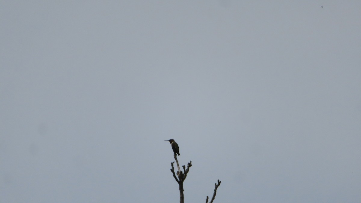 Black-chinned Hummingbird - ML563302731