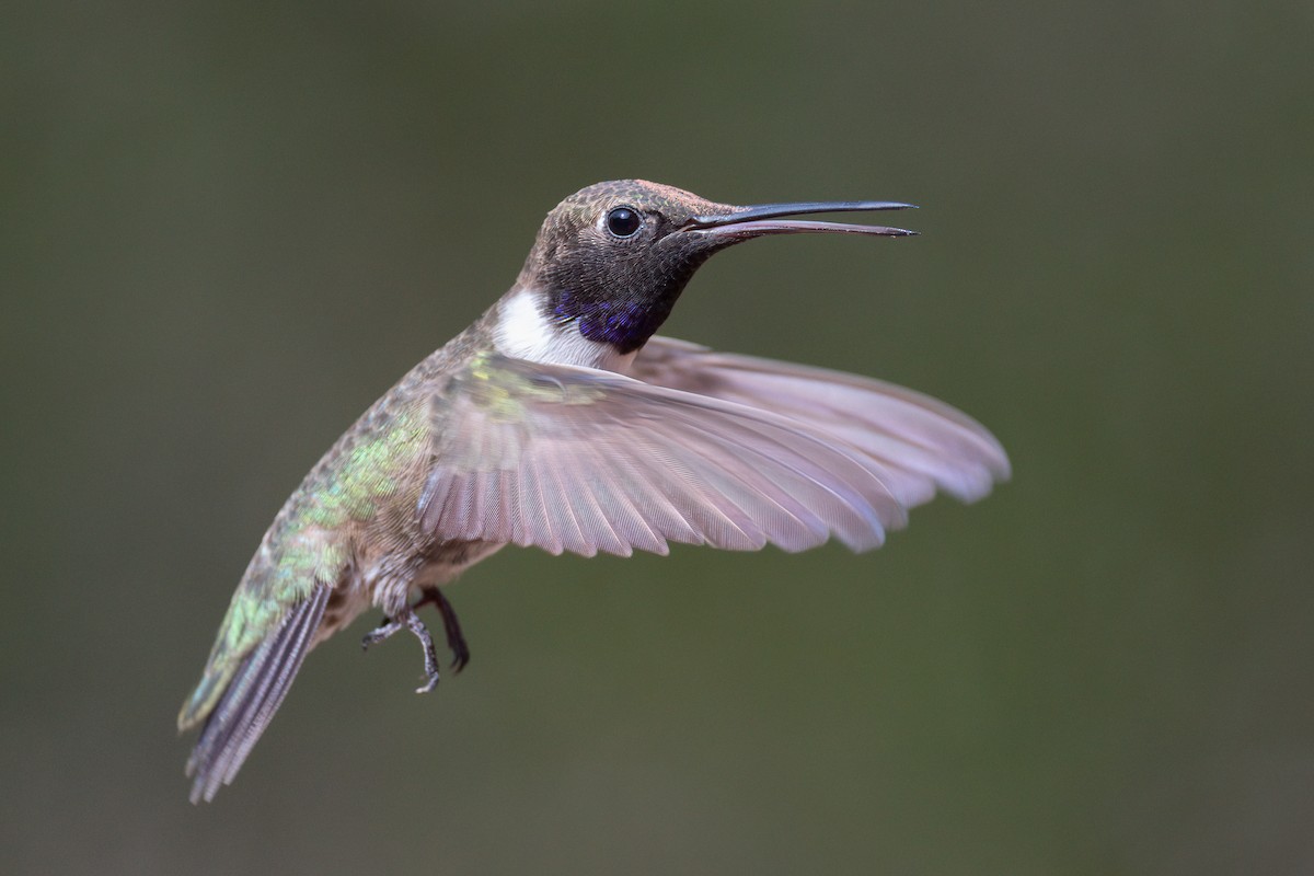 Black-chinned Hummingbird - ML563309591