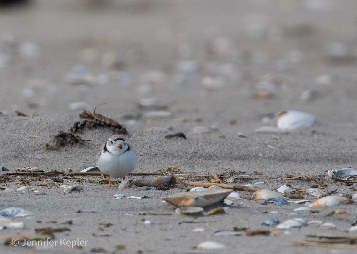 Piping Plover - ML563314621