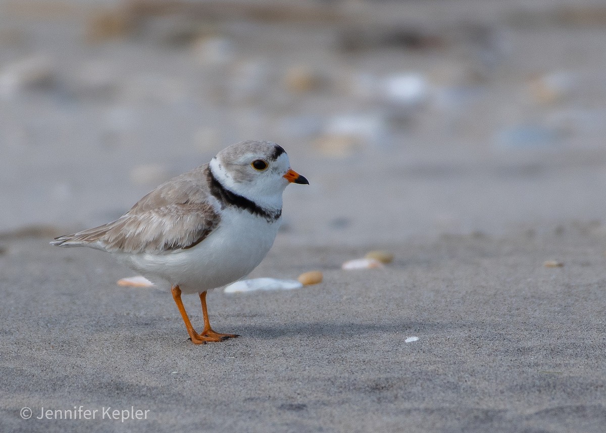 Piping Plover - ML563314631