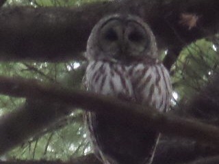 Barred Owl - D Bell