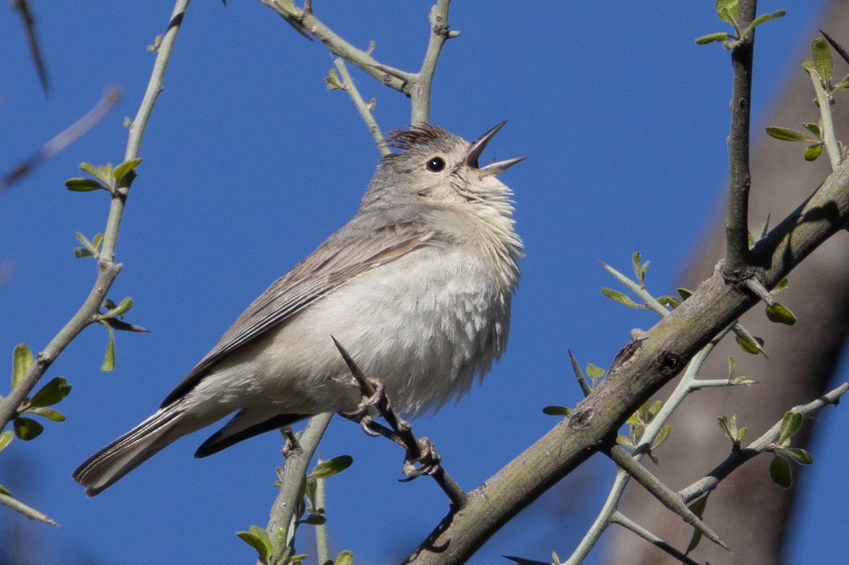 Lucy's Warbler - ML563326581