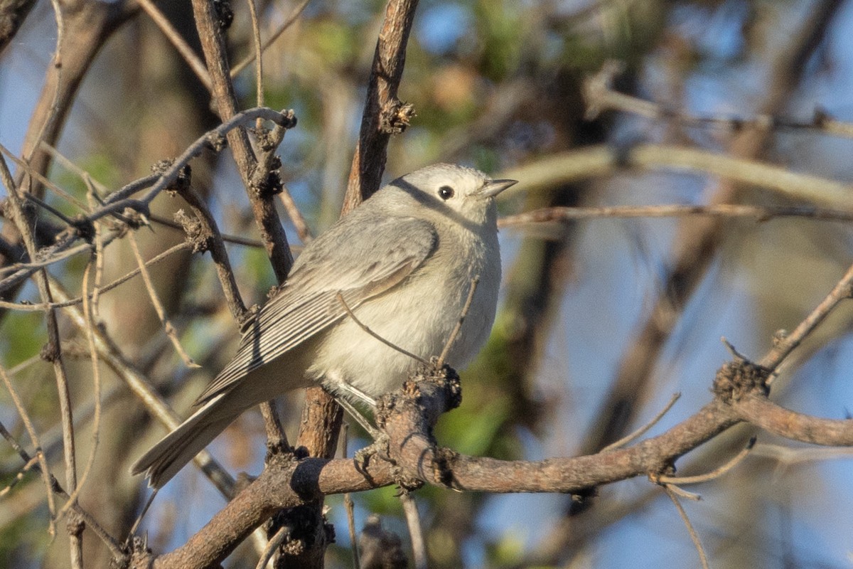 Lucy's Warbler - ML563326651