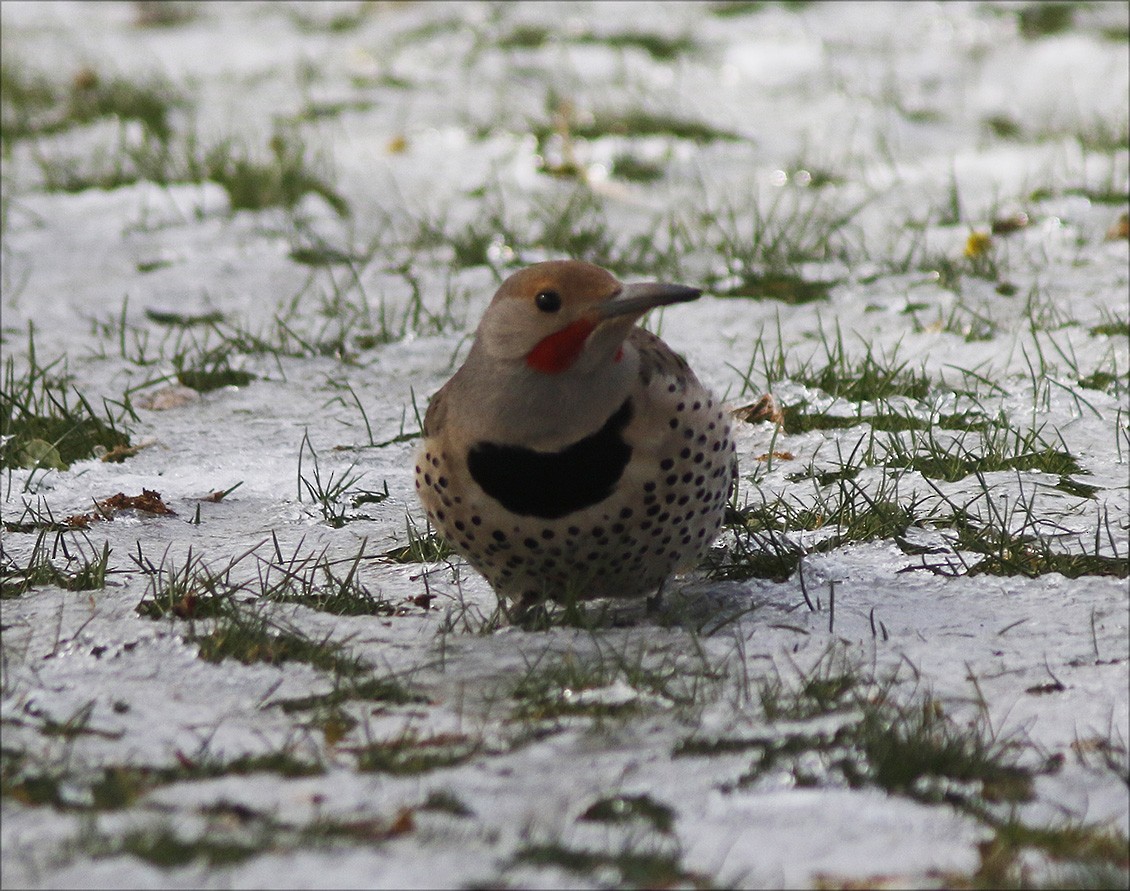 Northern Flicker (Red-shafted) - ML56332751