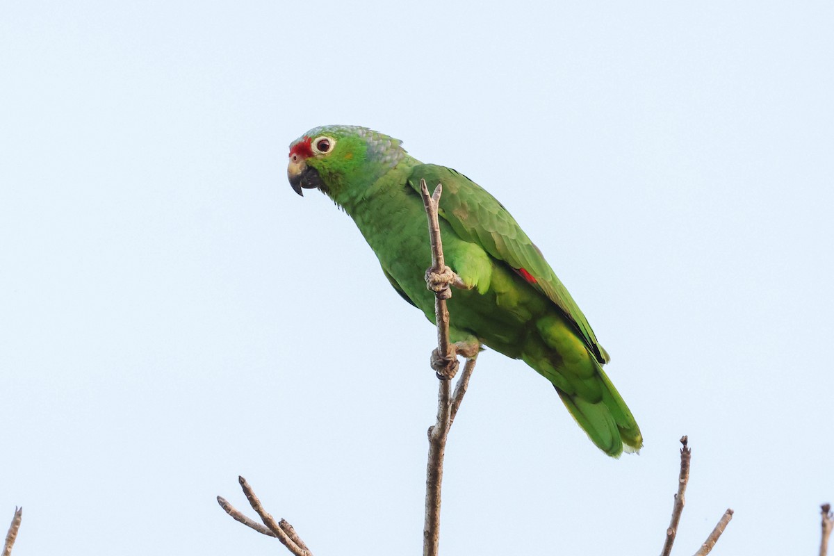 Red-lored Parrot (Red-lored) - ML563330411