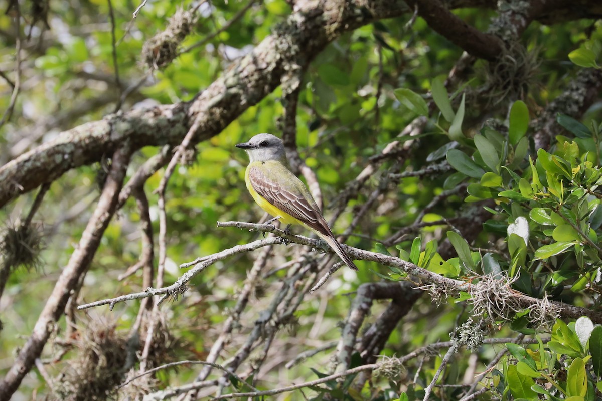 eBird Checklist 26 Apr 2023 Hilltop Community Center, Corpus Christi (CTC 076) 34 species