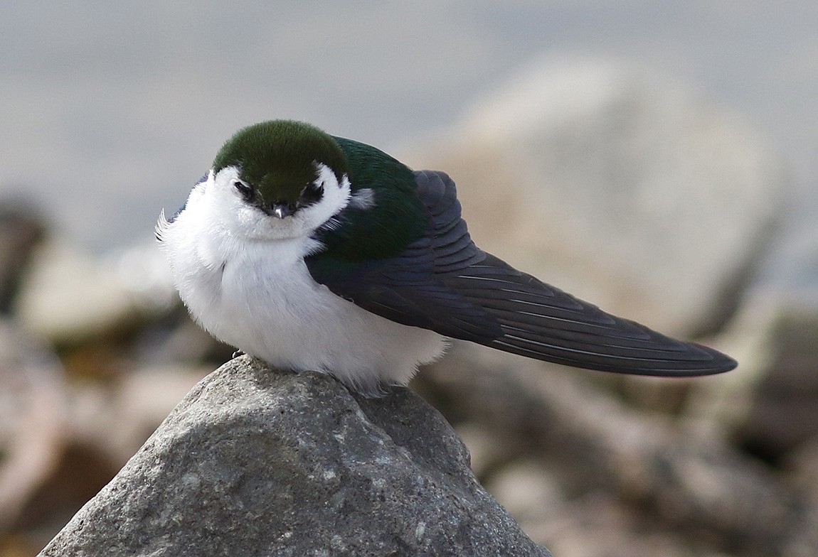 Violet-green Swallow - ML56333481