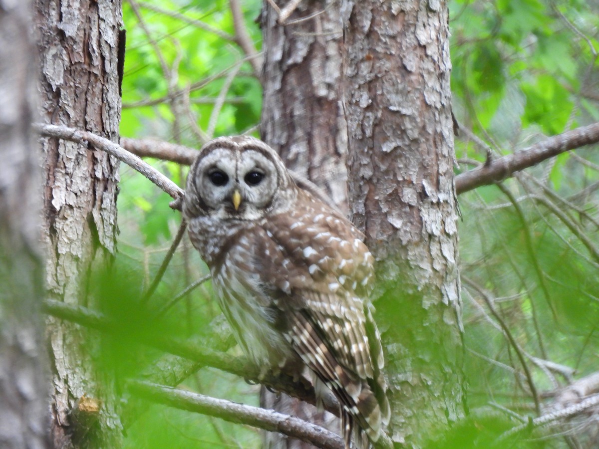 Barred Owl - Angie  Holt